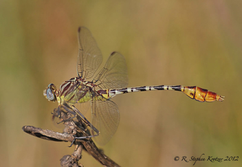 Dromogomphus spoliatus, male